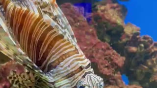 Lionfish