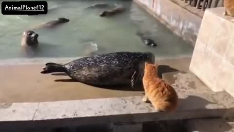 Cat slaps a seal | AnimalPlanet12 | (720P_HD).mp4