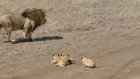 Lion dad tries to ditch his kids