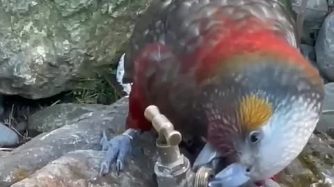 Beautiful Parrot taking water