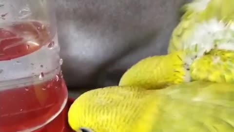 A group of solution birds standing in front of the drinking water basin and drinking from it