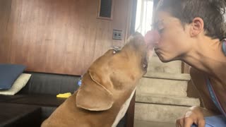 How to Subdue A Vicious Dog Into Love - Pit Bull