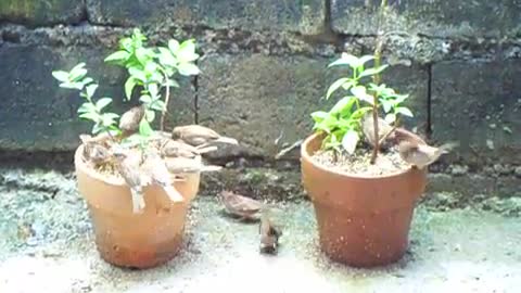 Philippine Sparrows