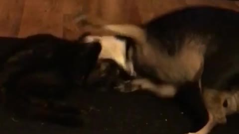 Dogy Playing with Puppie