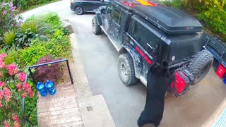 Black Bear Tries to Break into Truck