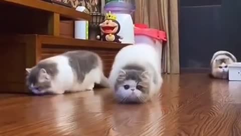 Cutest Cats Playing 007, Best Funny Cat Videos Of This Week #short 44