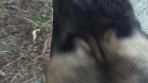 Funny English Mastiff taking "Owner" for a walk