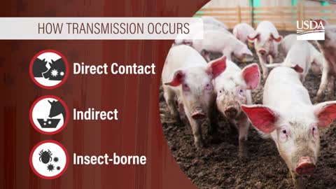 AFRICAN SWINE FEVER WHAT YOU NEED TO KNOW