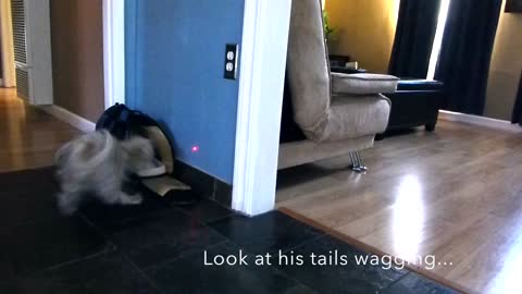 Puppy chases laser while cat watches