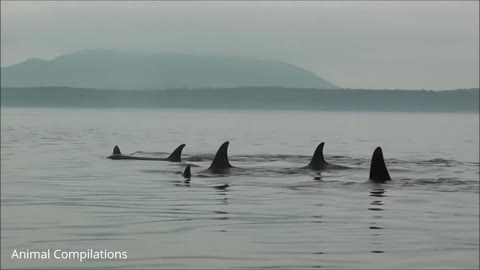 Wild orca killer whale