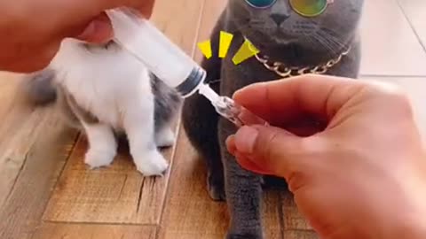 Cat simulates fainting not to take injection