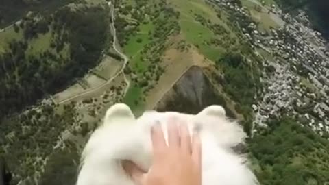 Dog Paraglides With Owner