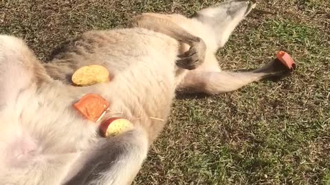 Wallaby Snacks in the Sun