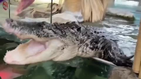 How to feed a Crocodile 🐊🤔