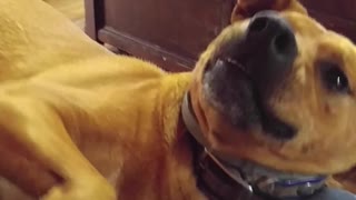 Cute Dog Wants Some Attention