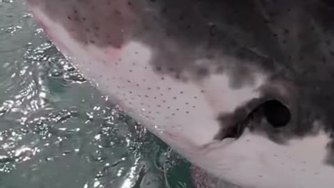 Spy Hopping Great White ​