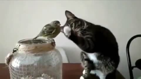 OMG cat High Fives The Bird...Don't Miss This One