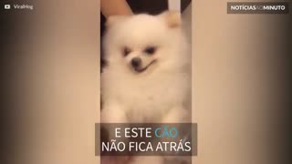 Fofo ou assustador? Brinquedo ou cão verdadeiro?