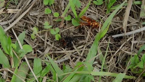 Insects Nature Ants Wasps Spider Entomology Fauna