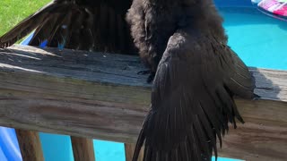 Edgar the Crow