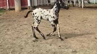 Slow-mo baby horse