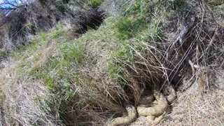 A Den of Rattlesnakes