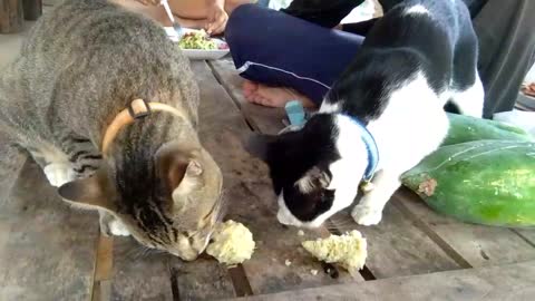 Kittens like to eat sweet corn