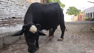 buffaloes in the Villages of Pakistan