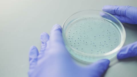 Used petri dish to study microscopic