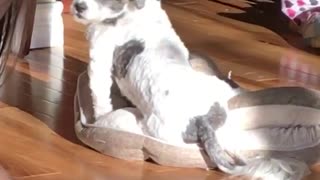 White and grey dog on bed stares back over shoulder