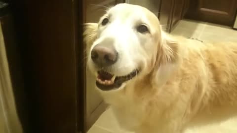 Guilty Golden Retriever