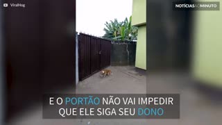 Cão pula portão com mais de 2 metros para seguir o dono