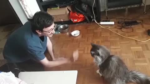 Cat Doing High Five ??