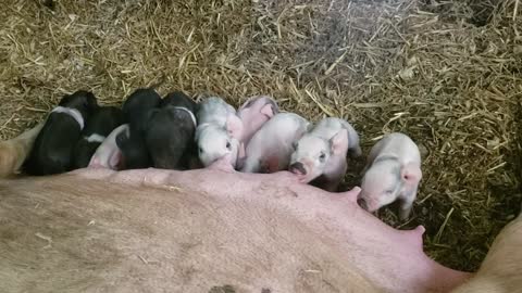 Baby pigs nursing