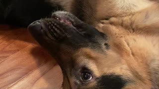 German Shepherd Funny Talking Dog Voice