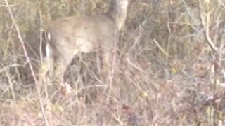 Short Buck - Deer in backyard Virginia