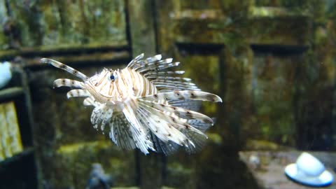 Scorpion fish