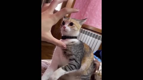 The cat bit the boy hand | funny Cat | cutest cat | not laugh challenge