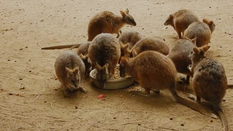 Kangaroo chicks feeding