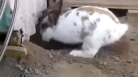 Subhanallah, this rabbit is really good, please make a way out for that cat ... 😭!