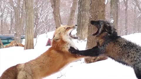 Slow footage of foxes are fighting in the jungle during snowing in winter