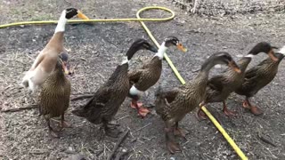 Friendly Ducks