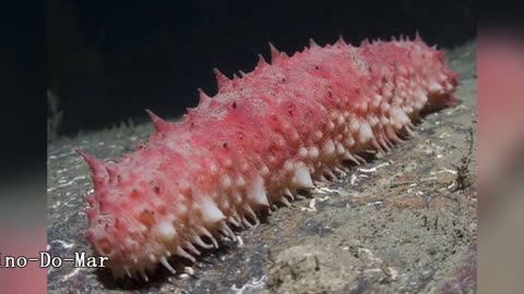 The Strangest Creatures Found Under the Sea