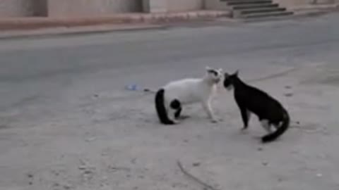 cats fight