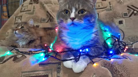 A CAT SIT IN LIGHTING TABLE