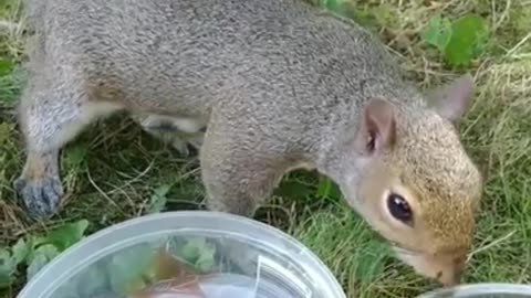 Feeding Mika The Squirrel and Sammy is on my bird feeder again 🐿️.