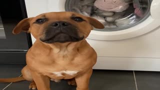 Puppy Doesn't Want His Favorite Toy to be Washed