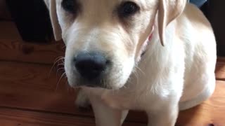 Puppy having the hiccups