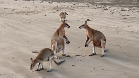 Wallaby_Fight_on_the_beach_of_Cape_Hillsborough 1