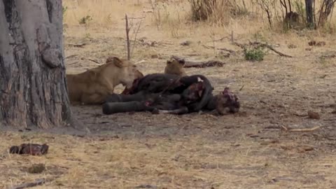 It's Time to Open Up About lioness with her cubs eating the hunted food